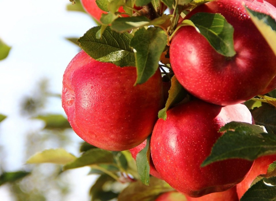 Знаменитые яблони Садов Придонья высадили в центре Волгограда
