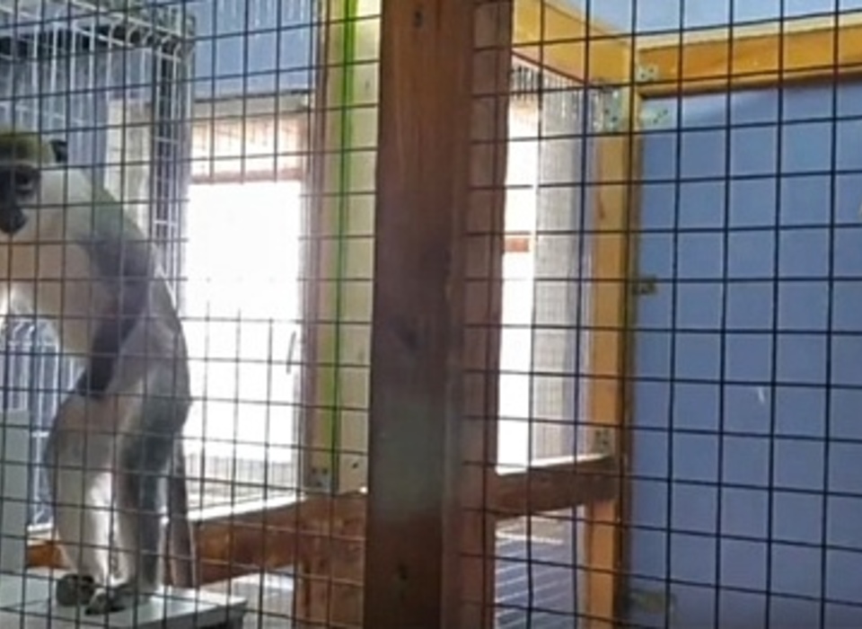 В Волгограде конфискованная зелёная мартышка обрела новый дом