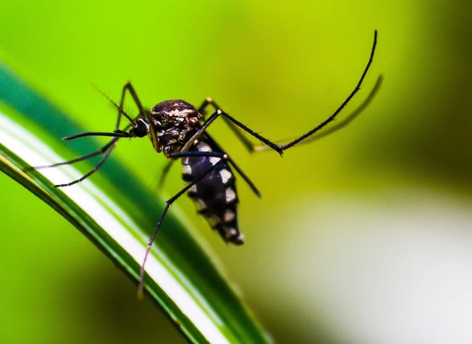 Жителей Волгоградской области предупредили об опасности малярии