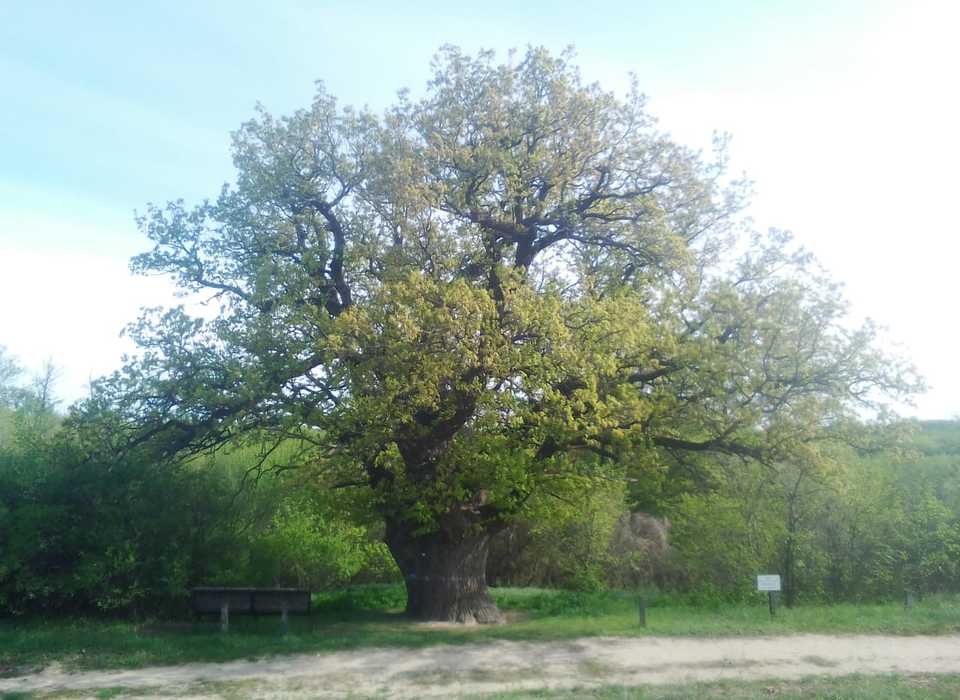 Дуб из Волгоградской области может стать Деревом Года
