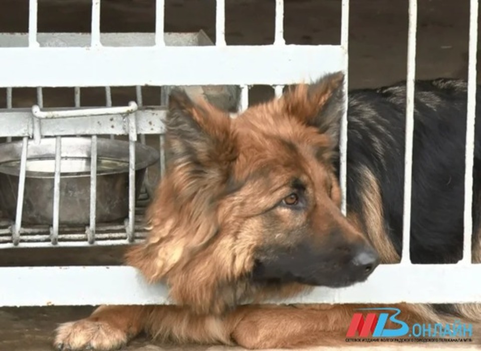 Бездомных собак в Волгограде атакует полный паралич конечностей