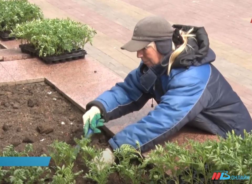 Возле памятника на Аллее Героев в Волгограде высадили лимонные бархатцы