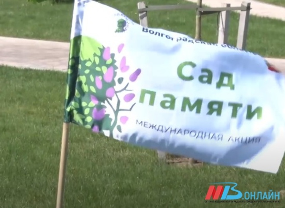 611 тысяч деревьев высадили в Волгоградской области в рамках акции "Сад памяти"