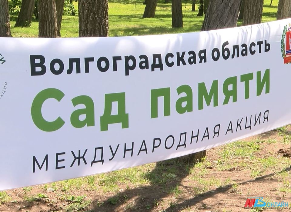 На главной высоте России прошла акция международная «Сад памяти»