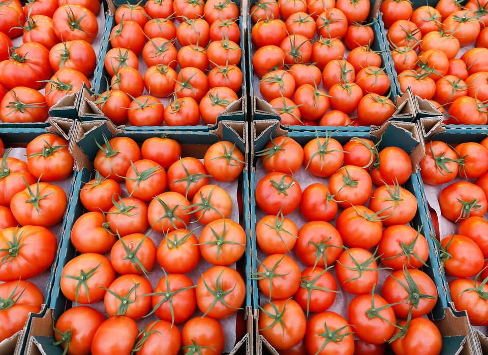 Аграрии Волгоградской области на треть увеличили объем выращенных в теплицах томатов