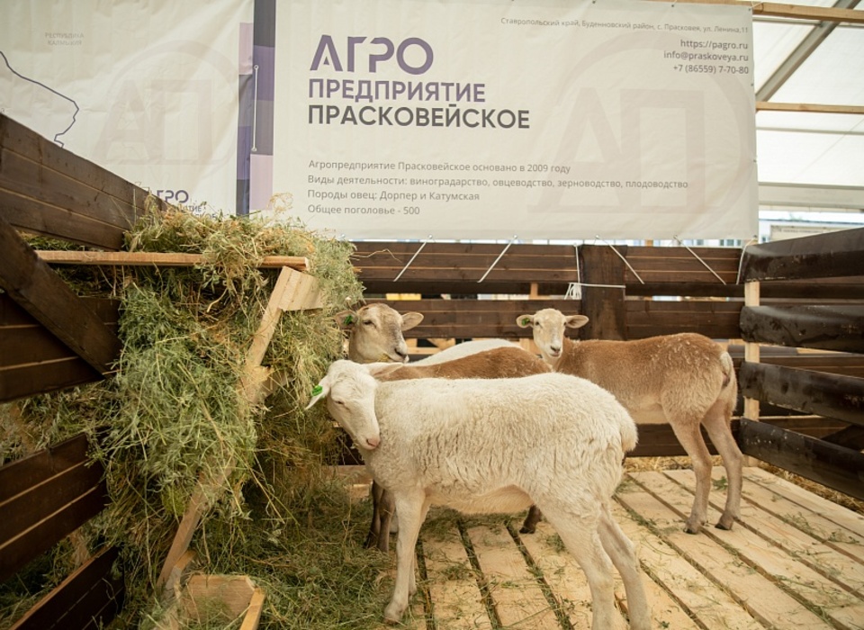 Выставка племенных овец и коз начала работать в Волгограде