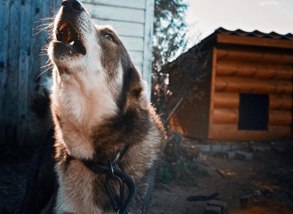В Волгоградской области ввели карантин из-за бешеной собаки
