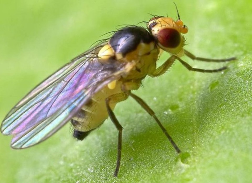 Специалисты предупредили о нашествии нутовых мух на западе Волгоградской области