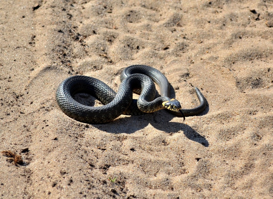 Жительница Новоаннинского района обнаружила змею в уборной