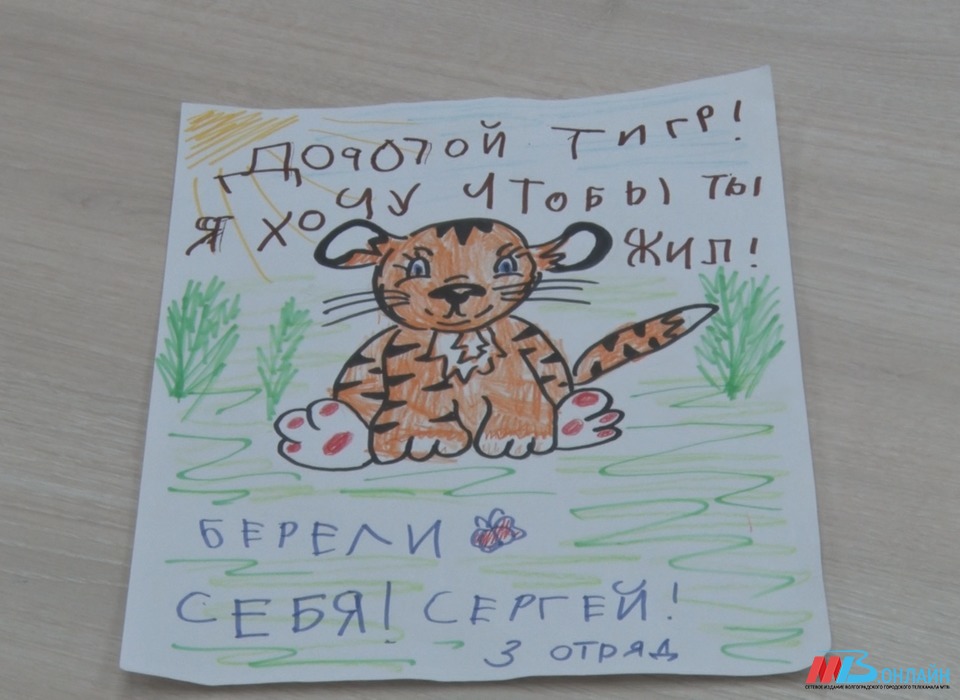 Маленькие волгоградцы написали «Письмо тигру»