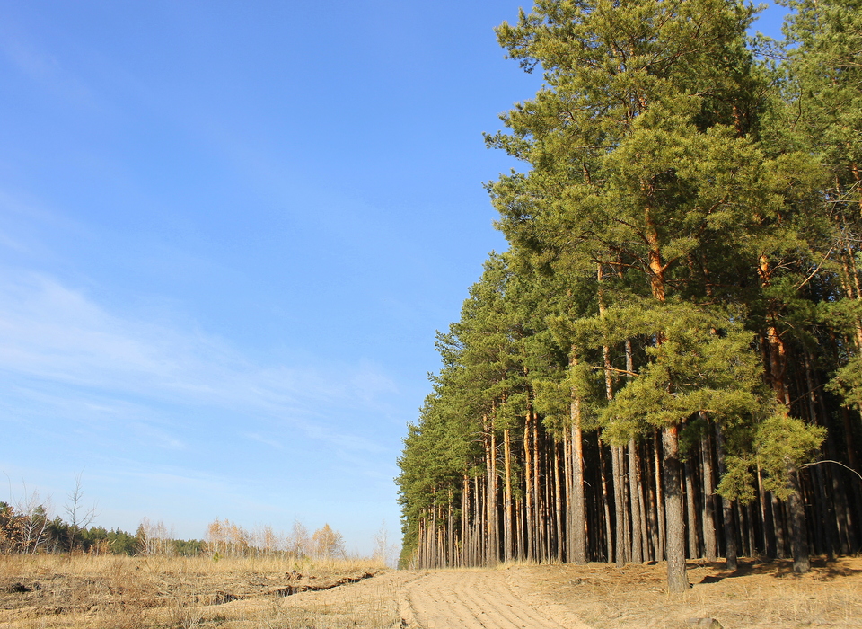 В Волгоградской области с 10 июня ограничено посещение лесов