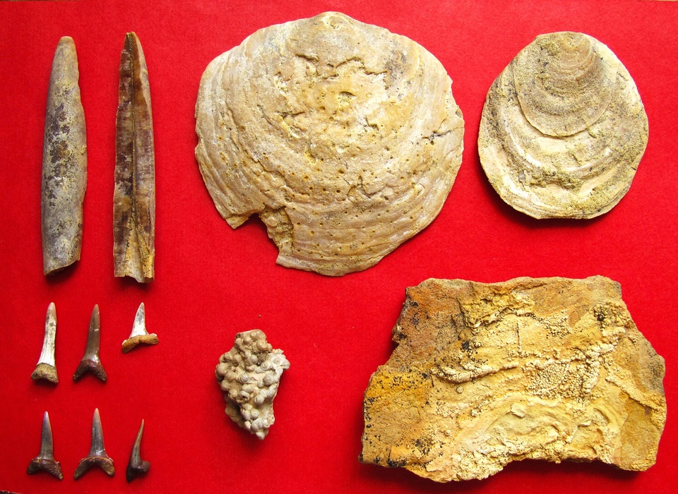 Останки древних устриц и рыб обнаружили археологи в Волгоградской области