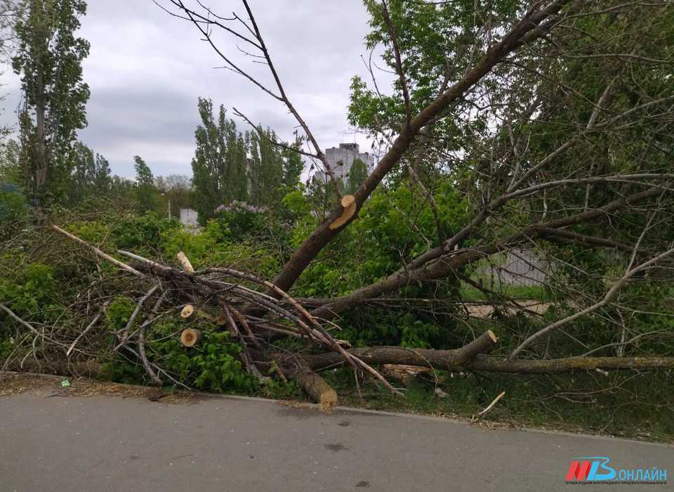 В Волгограде дерево упало на балконы и машину