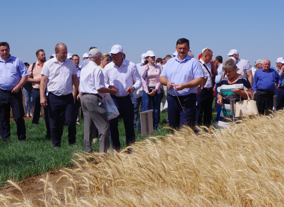Волгоградские аграрии приступили к жатве озимой пшеницы