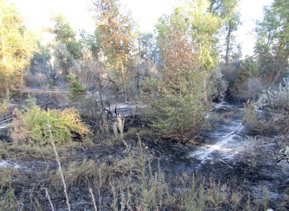 В Волгоградской области поймали виновника ландшафтного пожара