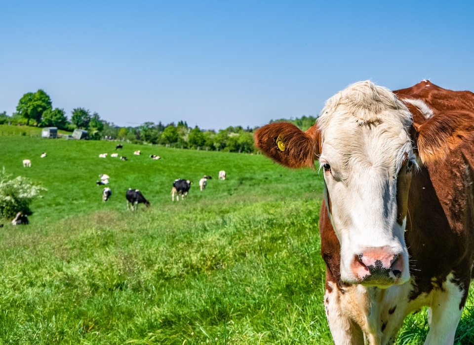 В Волгоградской области продавали заражённых бруцеллезом коров