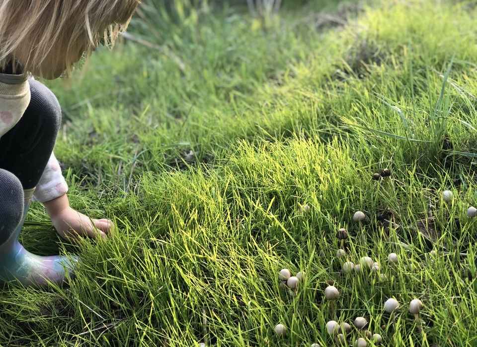 В Волгоградской области 13 человек отравились грибами с начала года