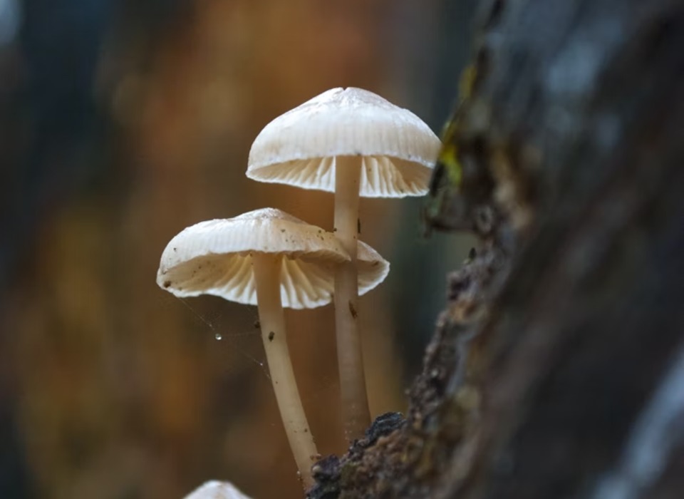 В Волгоградской области двое детей отравились найденными грибами