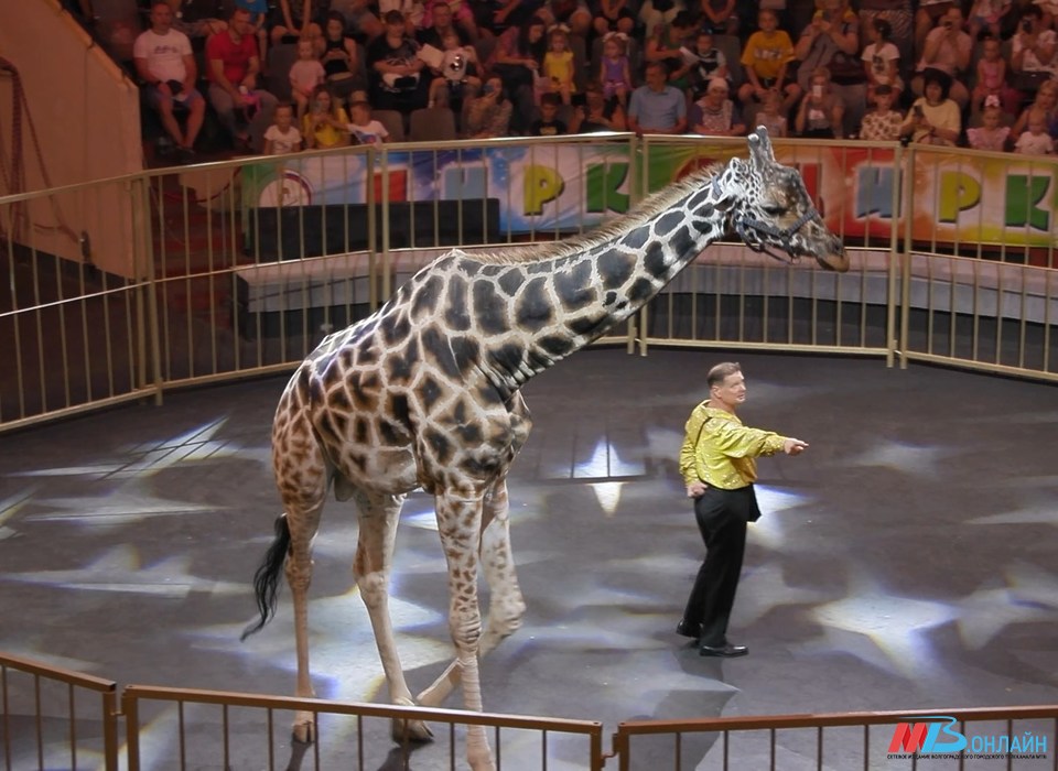 На премьере в волгоградском цирке жираф Багир расцеловал зрительниц