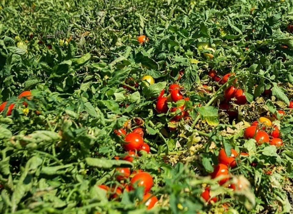 Волгоградские аграрии собрали 50 тысяч тонн овощей