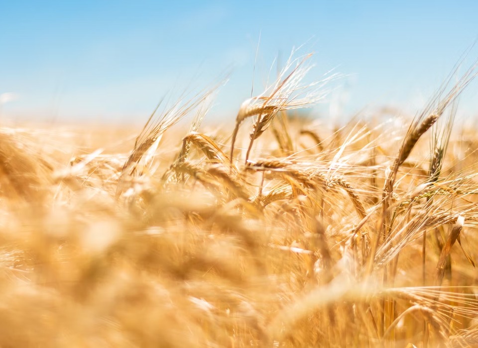 В Волгоградской области коммерсанта отправили в колонию за растрату зерна на 18 млн