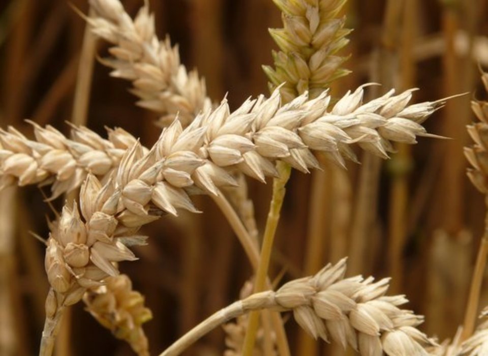 Под Волгоградом директор сельхозфирмы украл пшеницу на 18 млн рублей