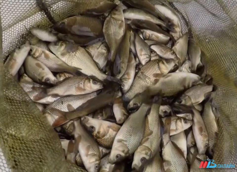Предприятия Волгоградской области отгрузили 1816 тонн рыбной продукции