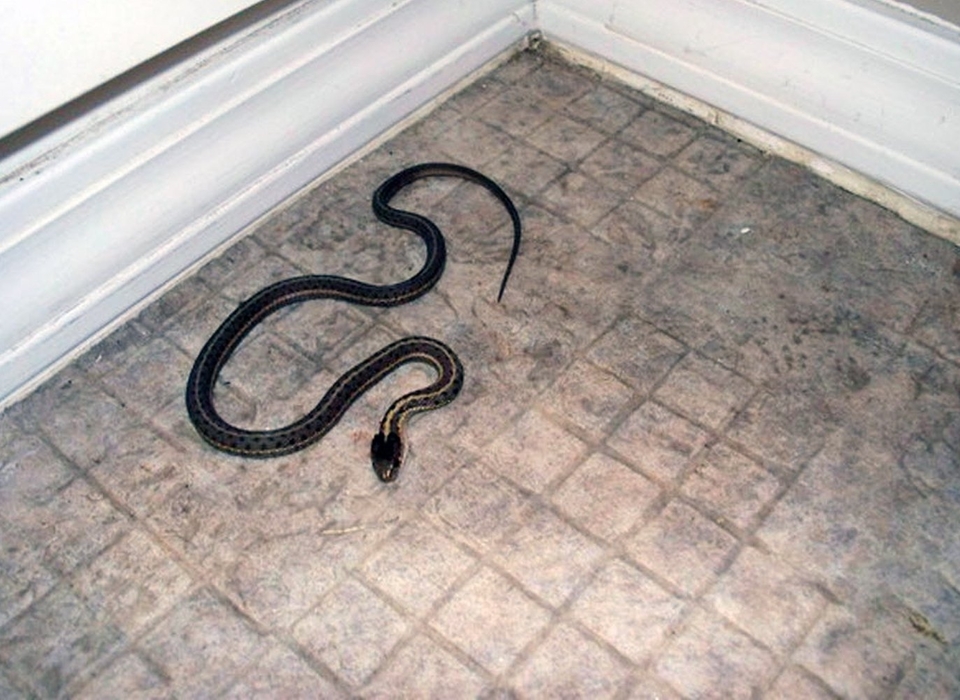 К жителю Волгограда на кухню заползла змея