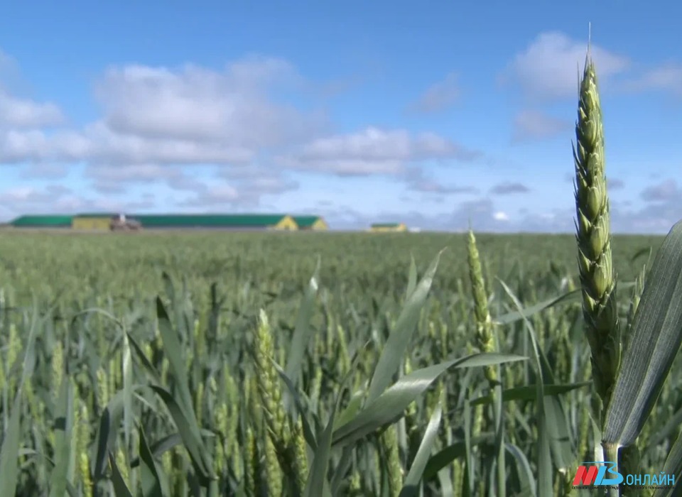 Аграрии Волгоградской области собрали 6 млн тонн зерна