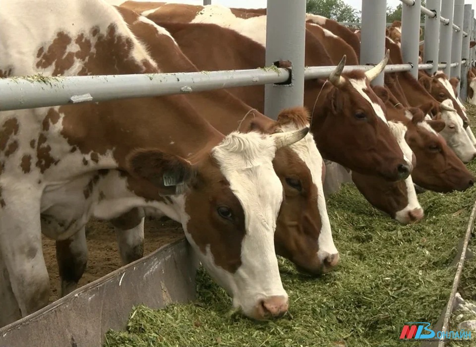 В Волгоградской области на 17,3% выросло производство молока