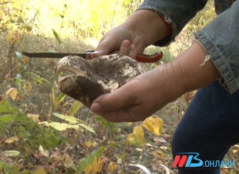 В Волгоградской области с начала года 13 человек отравились грибами