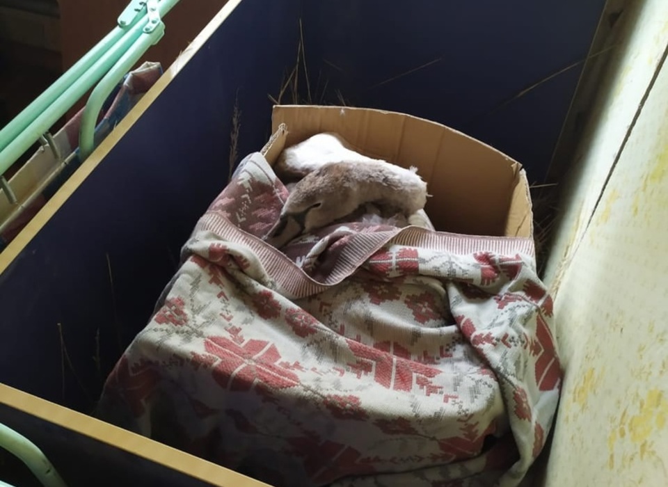 Искалеченного лебедя из Урюпинска везут на лечение  в Волгоград
