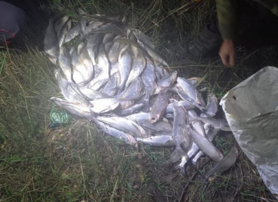 В Волгоградской области у браконьера изъяли 93 чехони