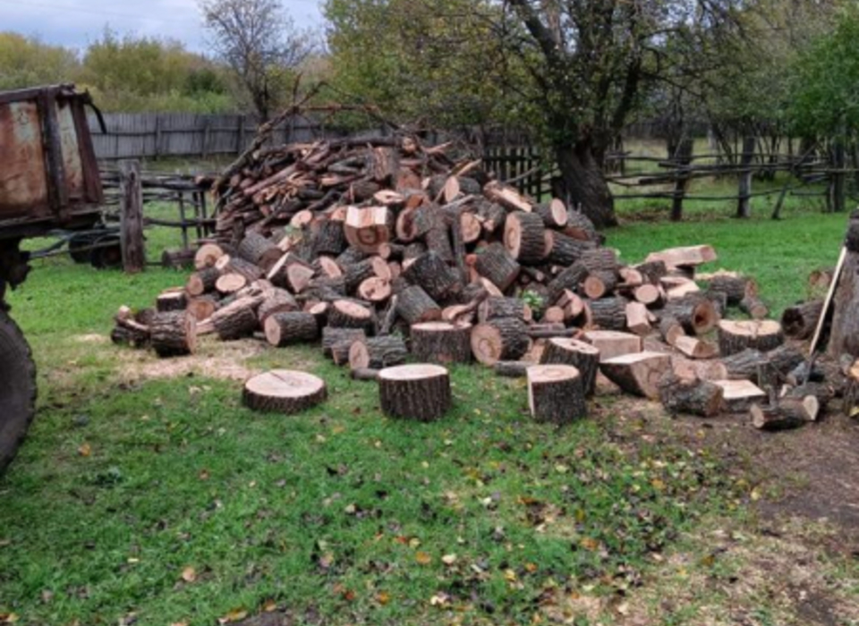 Двое жителей Волгоградской области вырубили дубы на 1 млн рублей