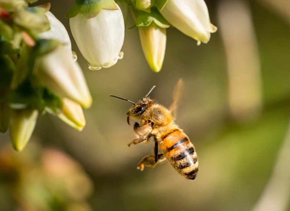 Савватий Пчельник: почему считалось грехом заниматься чем-то, кроме пчеловодства