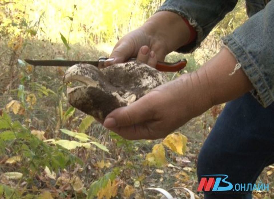 Под Волгоградом нашли гриб весом 2,8 кг