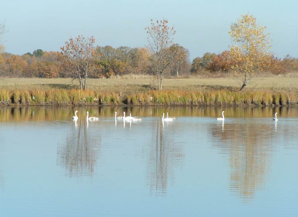 Из природных парков Волгоградской области птицы улетают на зимовку