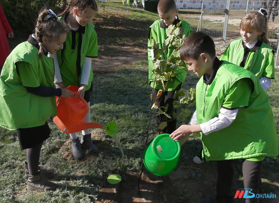 Участники экопроекта «Проросток» высадили дубовую аллею в Волгограде