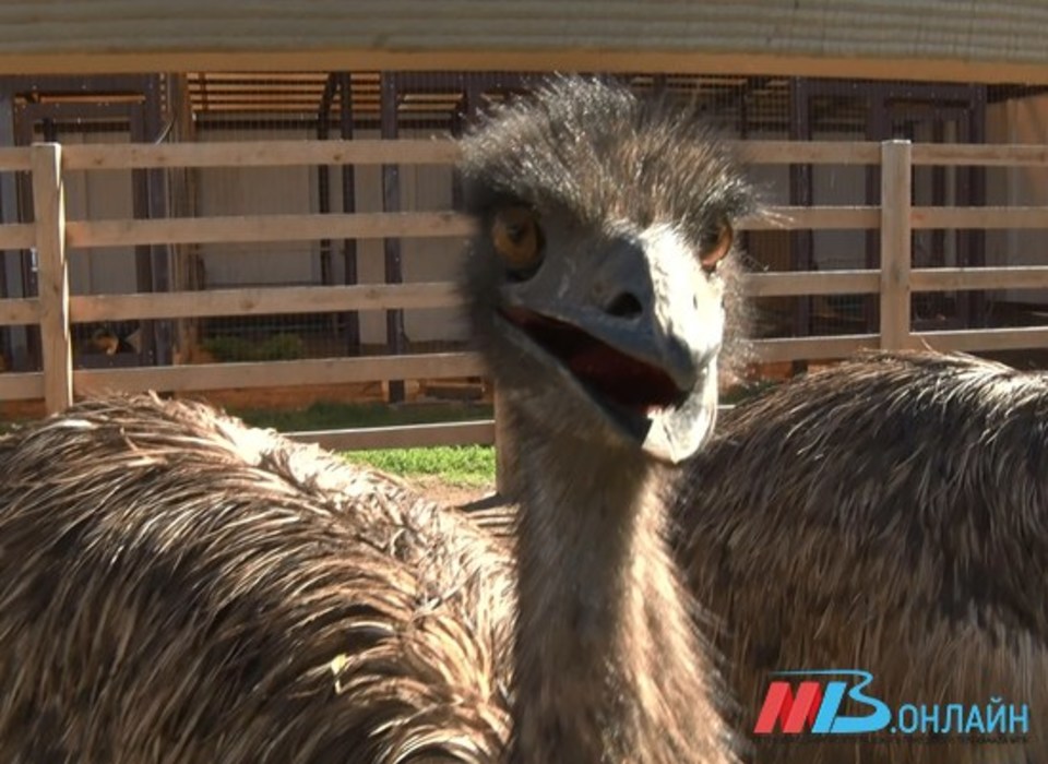 Двух сбежавших австралийских страусов разыскивают под Волгоградом