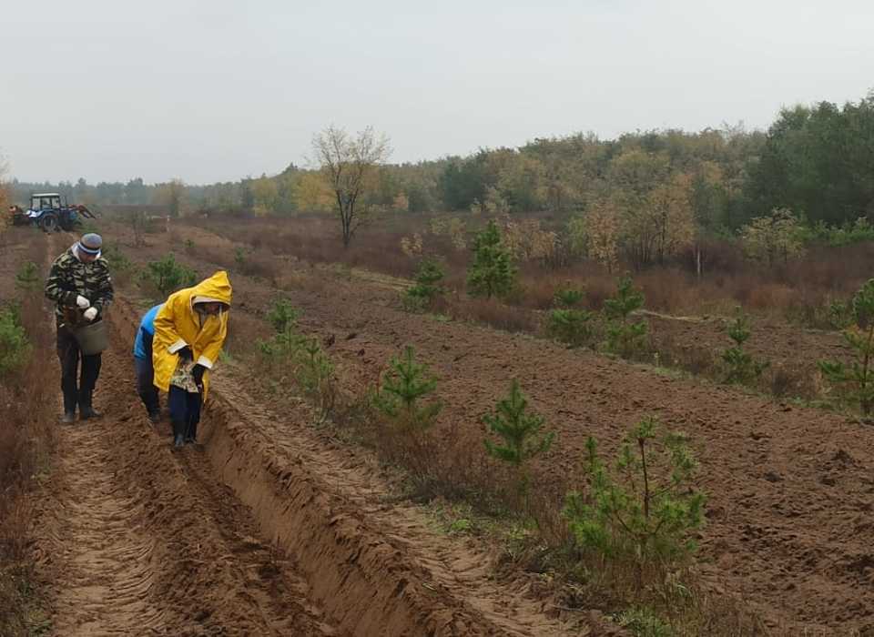 В Волгоградской области 1,3 млн сеянцев и саженцев высадят в 13 лесничествах
