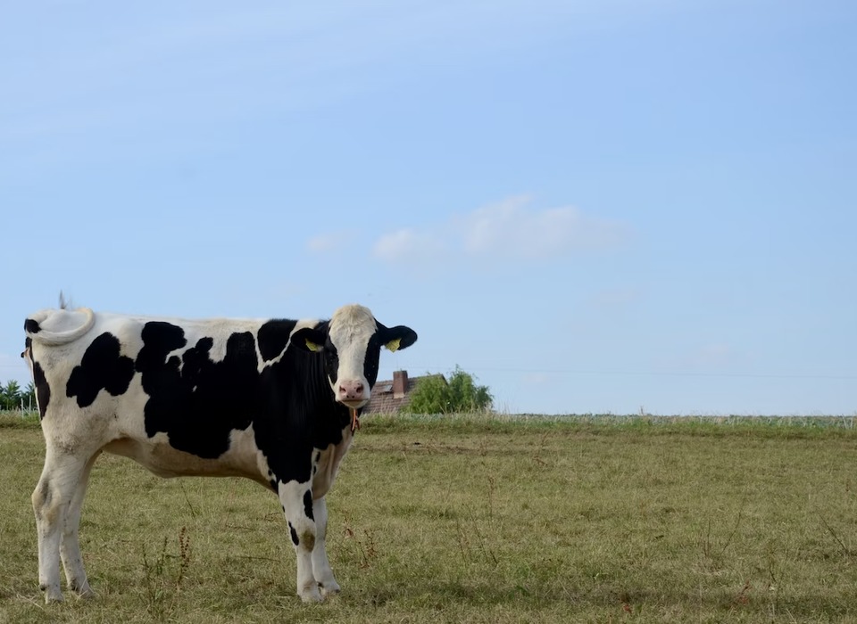 В Волгоградской области ввели карантин из-за вспышки лейкоза у рогатого скота