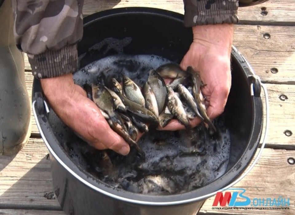 В водоёмы Волгоградской области выпустили более 200 тыс. мальков осётра и толстолобика