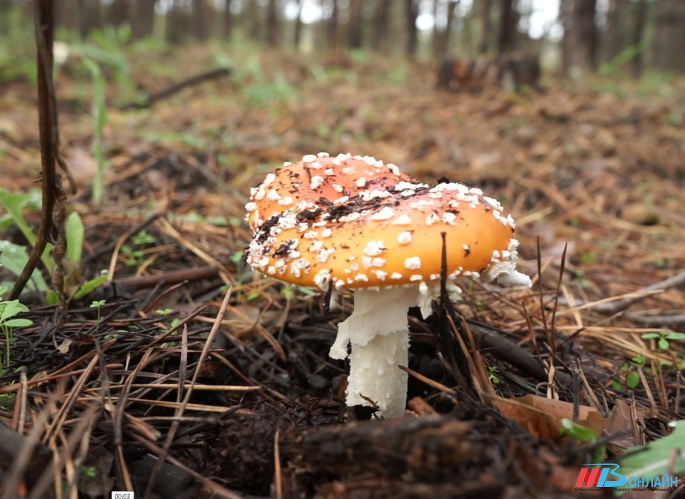 Ещё один житель Волгоградской области скончался от отравления грибами
