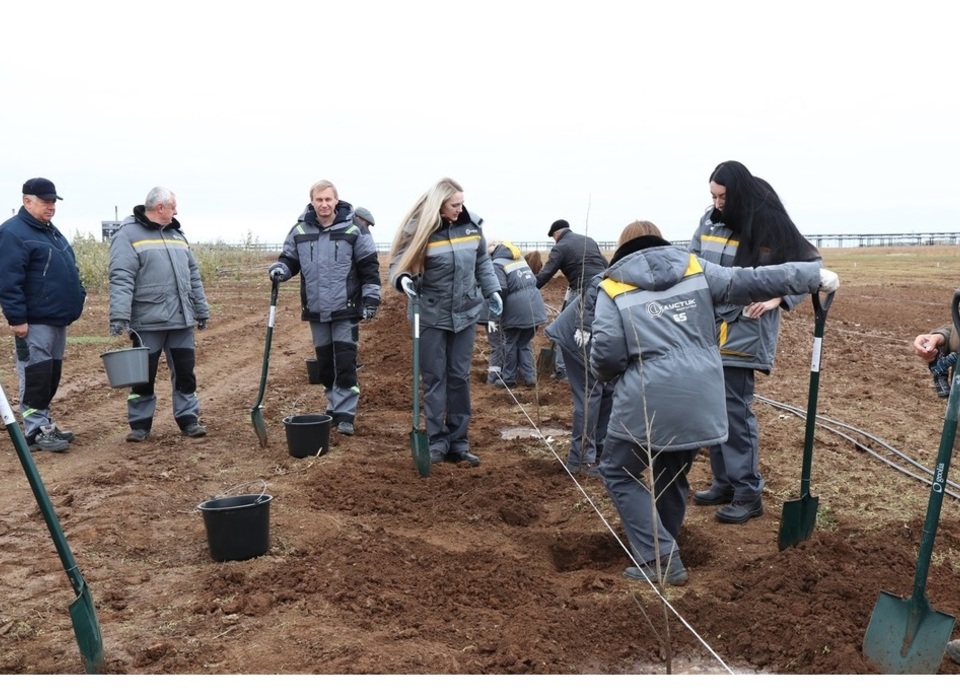 В санитарно-защитной зоне волгоградского «Каустика» высадили 11 тысяч деревьев
