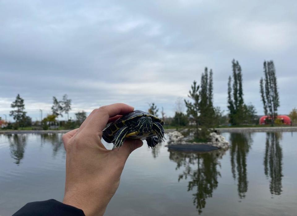 Водолаз обнаружил в пруду волгоградского ЦПКиО семь черепах