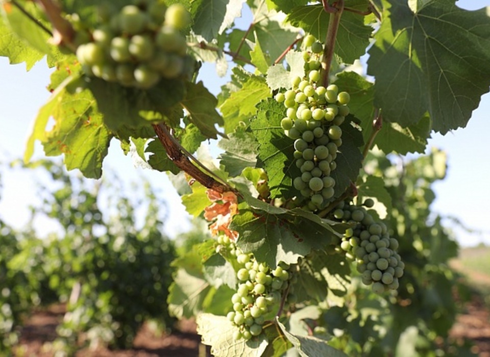 Валовый сбор винограда в Волгоградской области вырос в 1,5 раза