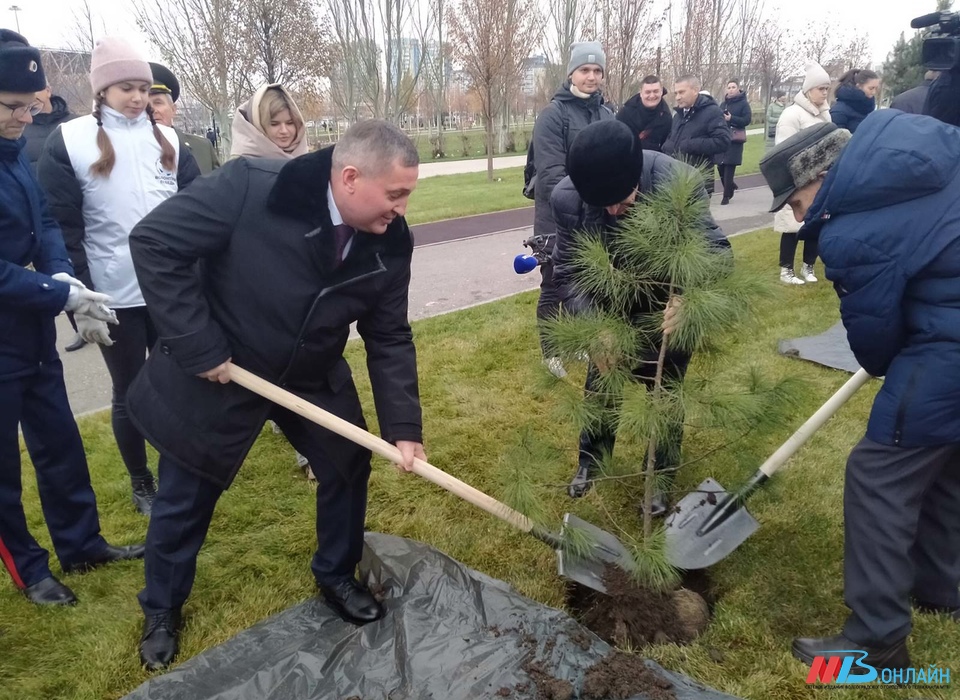 В Волгограде на Мамаевом кургане высадили 80 кедров в память о героях-сибиряках