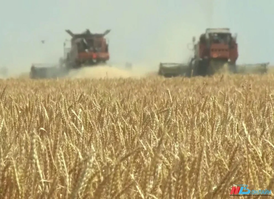 Волгоградская область  почти в 1,5 раза перевыполнит план Минсельхоза по сбору зерна