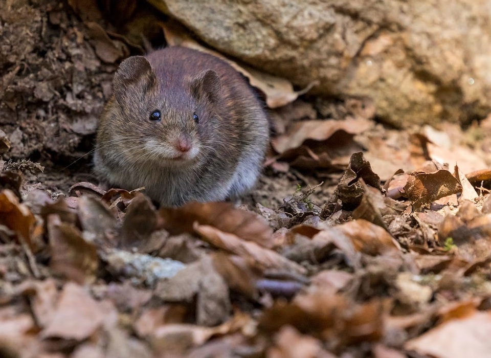 В Волгоградской области выросла популяция мышей на полях