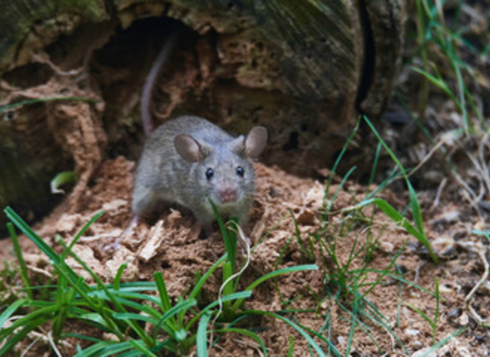 Волгоградские поля атакуют мыши